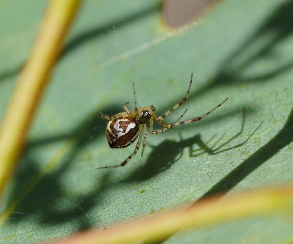 A small spider with a rounded brown and white patterned abdomen and long banded legs, on a green leaf, casting a sharp shadow.
