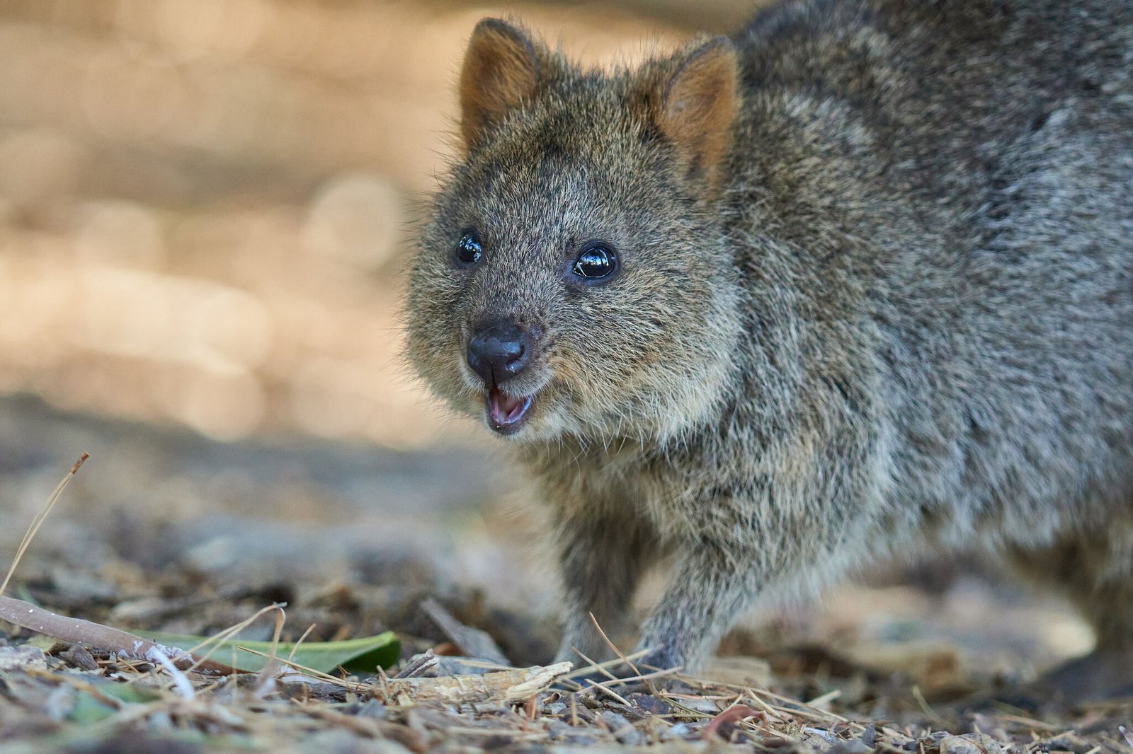 Quokka, Setonix brachyurus
