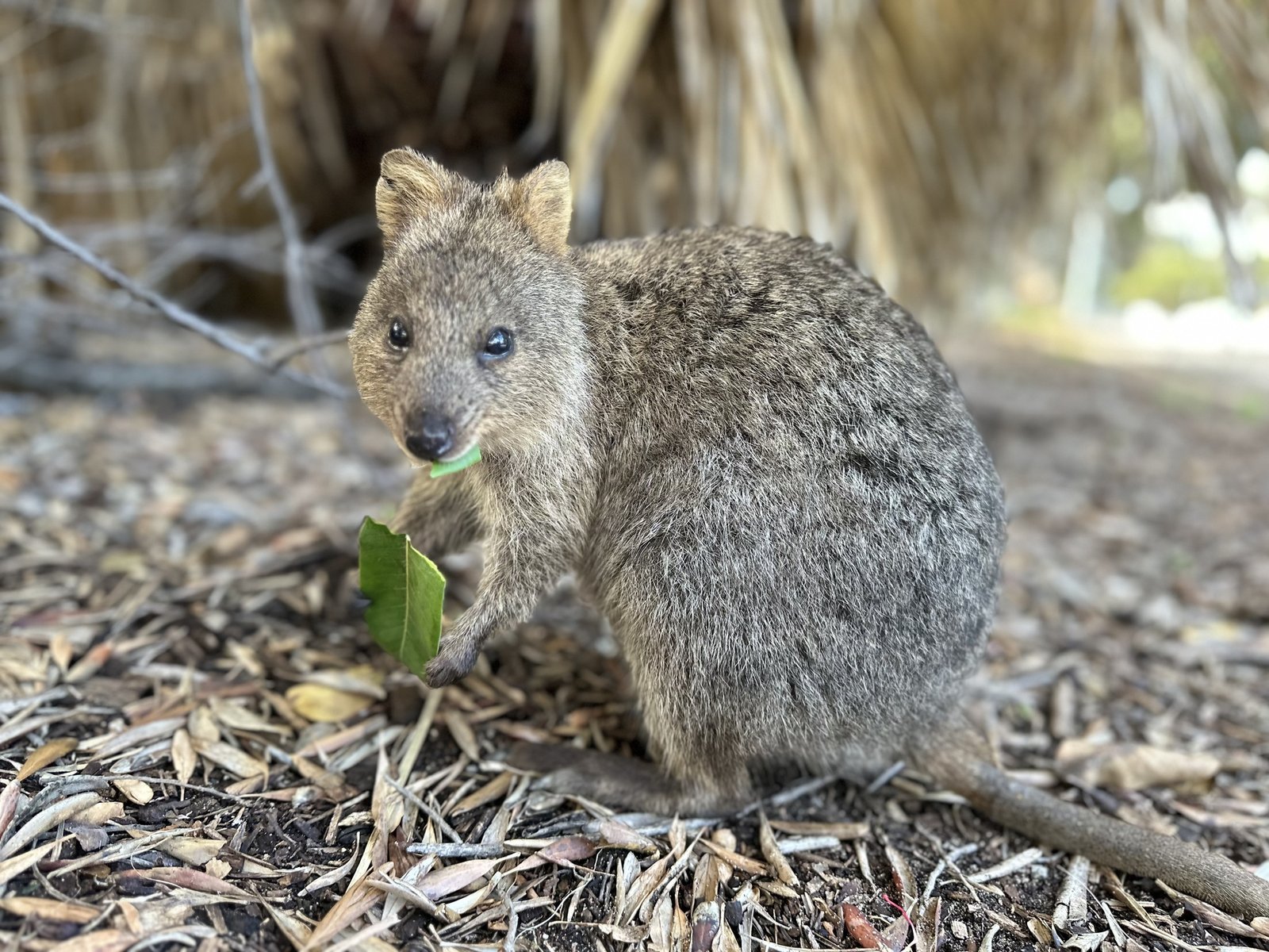 Quokka, Setonix brachyurus