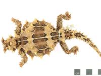 R.101790 Moloch horridus Dorsal