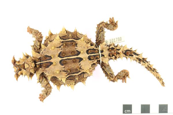 R.101790 Moloch horridus Dorsal