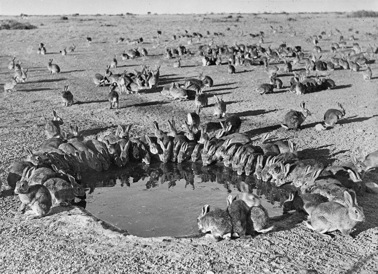 Rabbits around a waterhole, Wardang Island