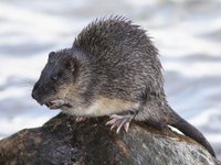 Water-rat (Hydromys chrysogaster)