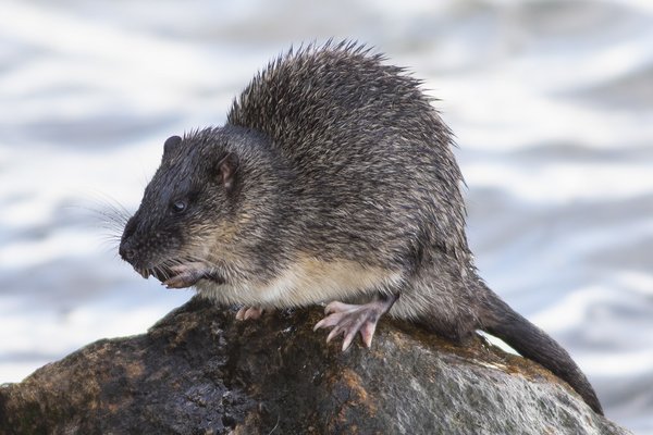 Water-rat (Hydromys chrysogaster)