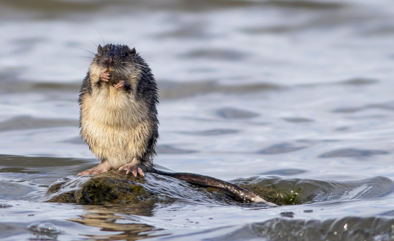 A wet Water-rat standing upright on a partially submerged rock, holding food in its front paws.