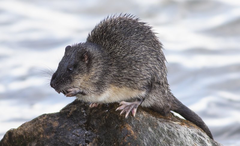 Water-rat (Hydromys chrysogaster)