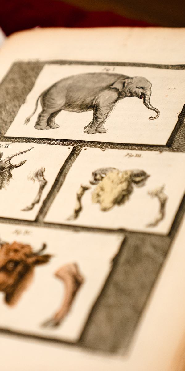 Close-up image of a vintage book page, with four illustrations of an elephant, goat, sheep and cow.