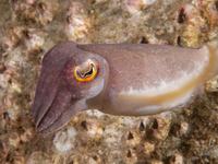 Reaper Cuttlefish, Ascarosepion mestus