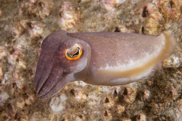 Reaper Cuttlefish, Ascarosepion mestus