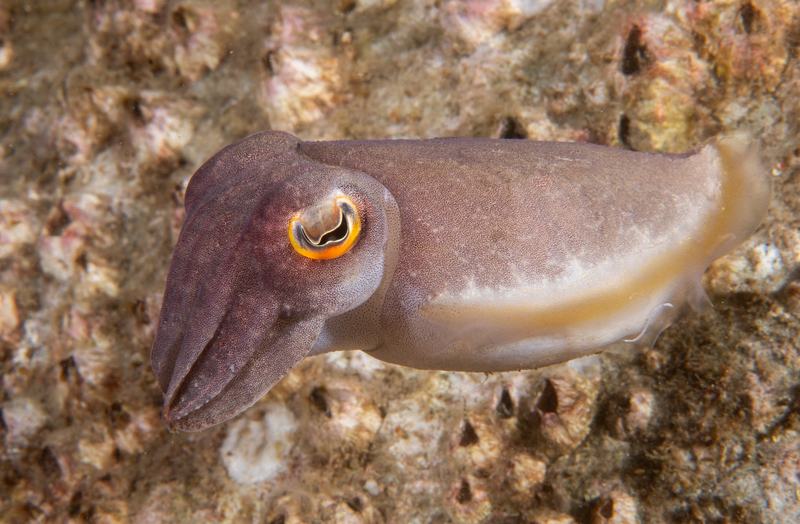 Reaper Cuttlefish, Ascarosepion mestus