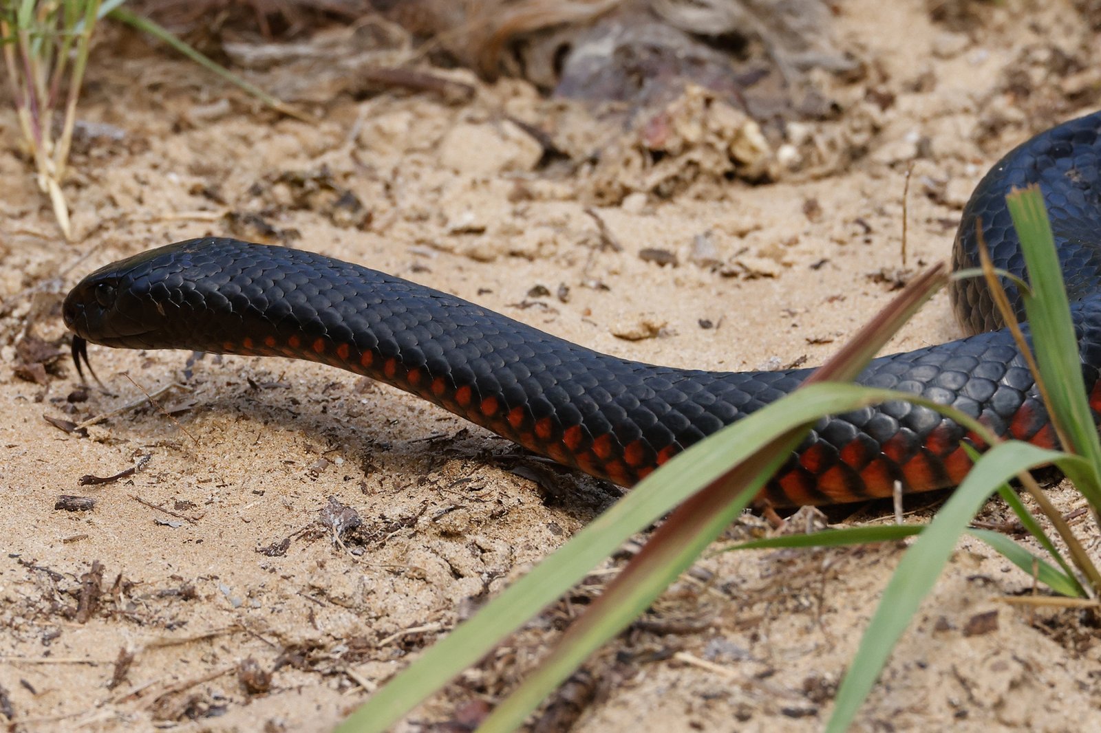 Red-bellied Black Snake Pseudechis porphyriacus