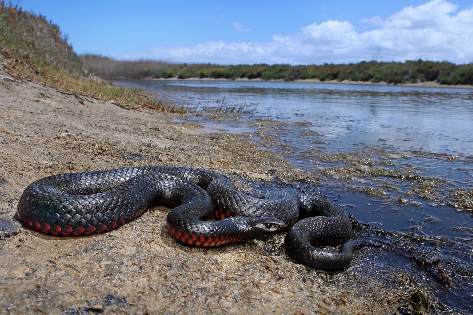 Red-bellied Black Snake Pseudechis porphyriacus