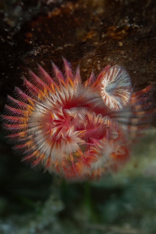 Red-trumpet Calcareous Tubeworm (Serpula columbiana)