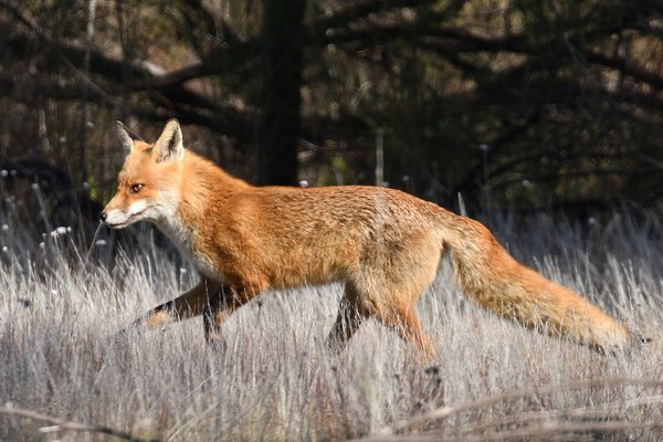 Red Fox, Vulpes vulpes