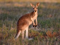 Red Kangaroo, Osphranter rufus