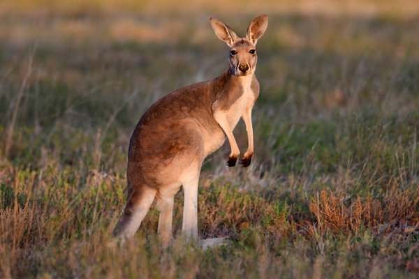 Red Kangaroo, Osphranter rufus