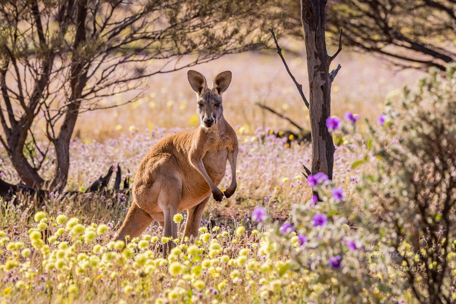 Red Kangaroo, Osphranter rufus