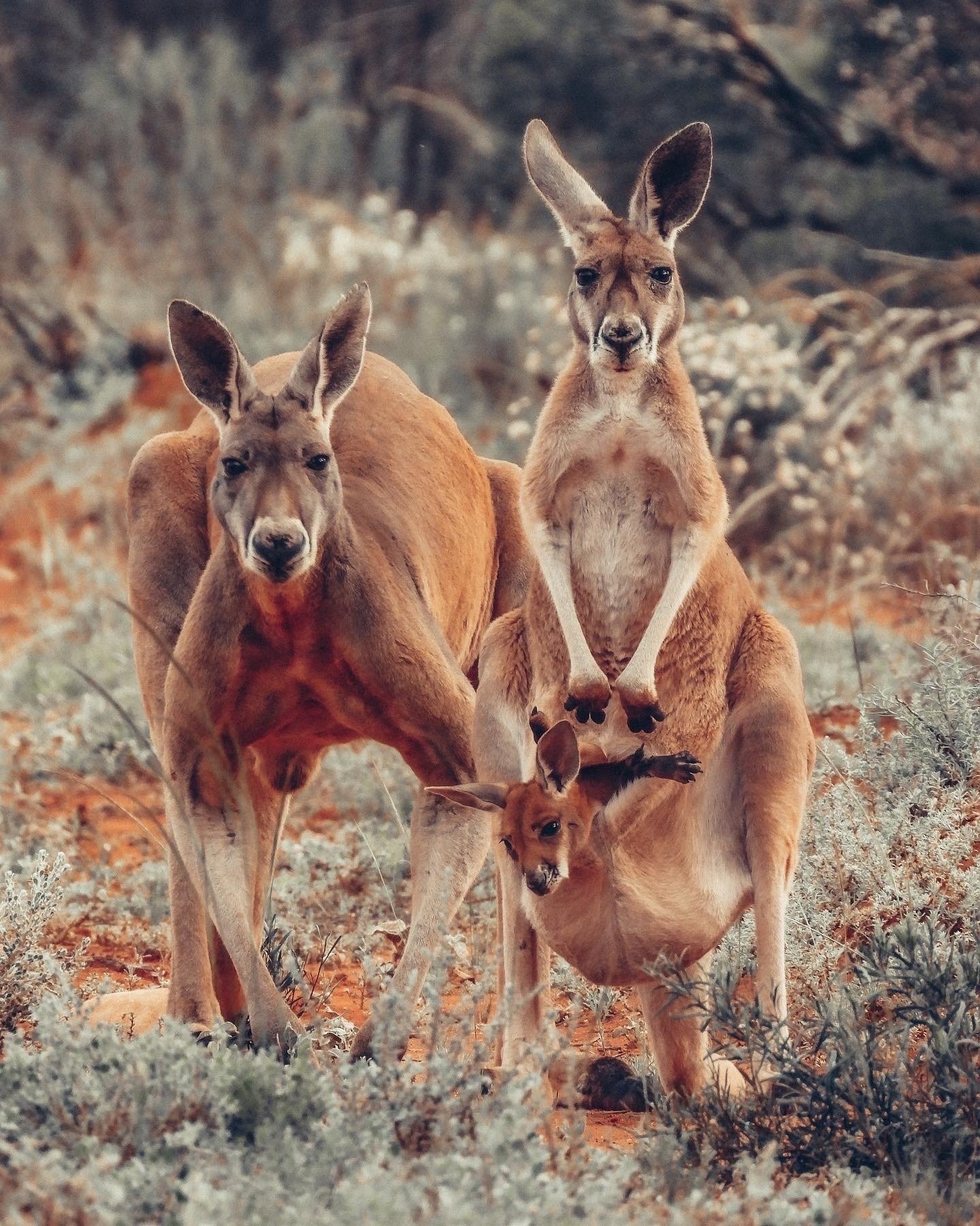 Red Kangaroos (Osphranter rufus)
