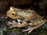 Vampire Flying Frog (Rhacophorus vampyrus)