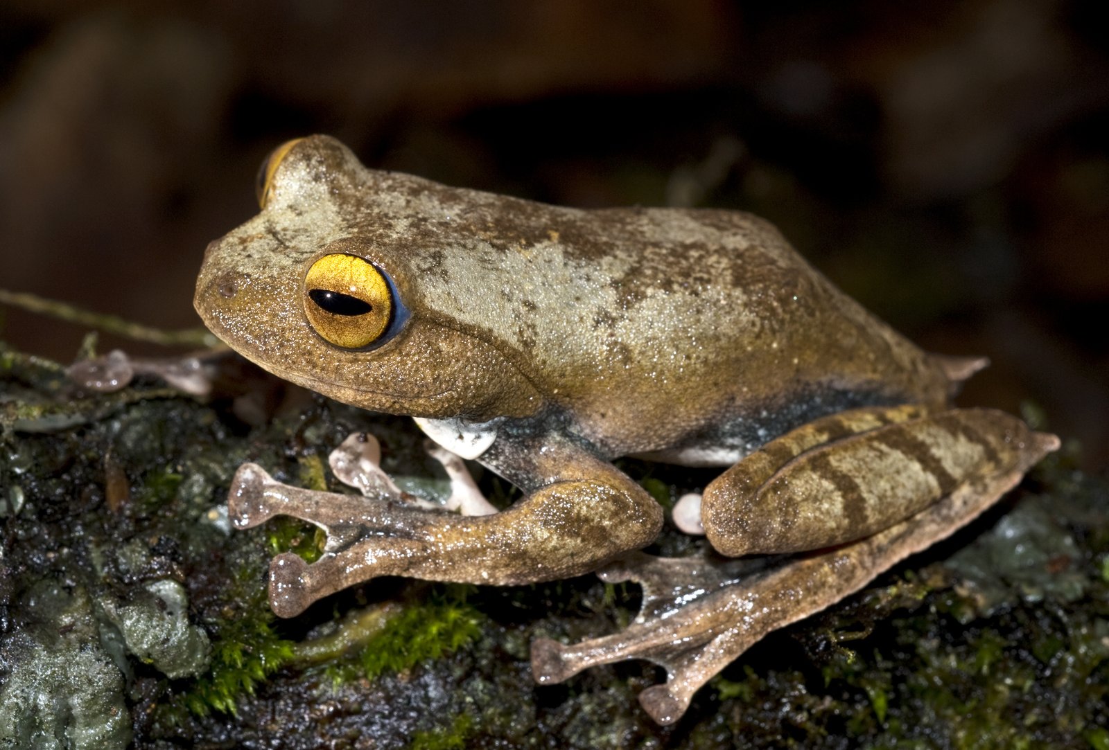 A Vampire Flying Frog perched on moss, showing its large golden eyes and webbed feet.