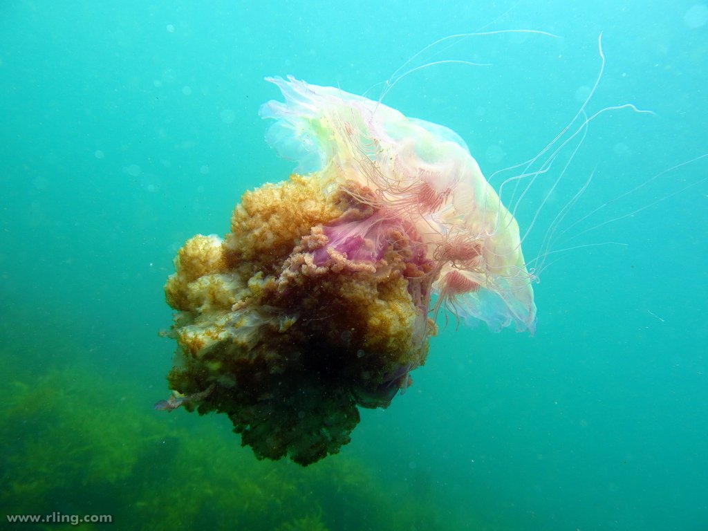 Pink Lion's Mane Jellyfish, Cyanea rosea