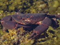 Rock Crab underwater landscape