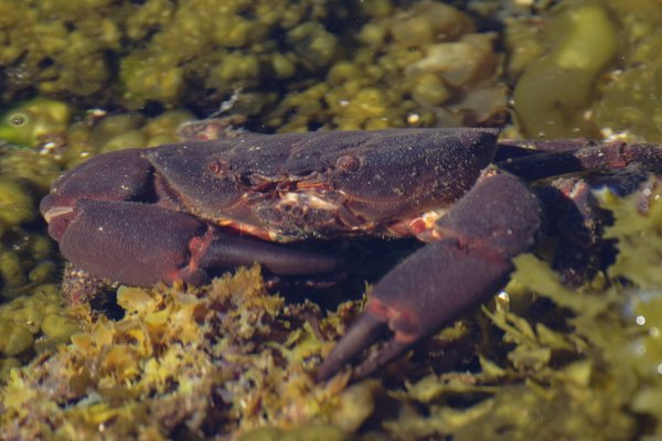 Rock Crab underwater landscape