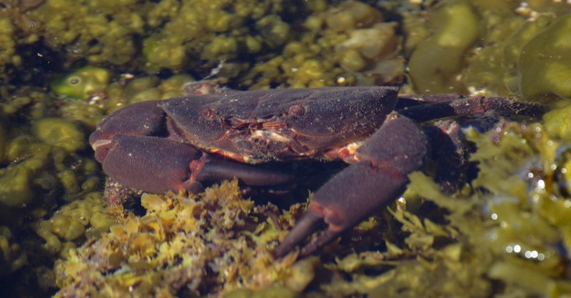 Rock Crab underwater landscape