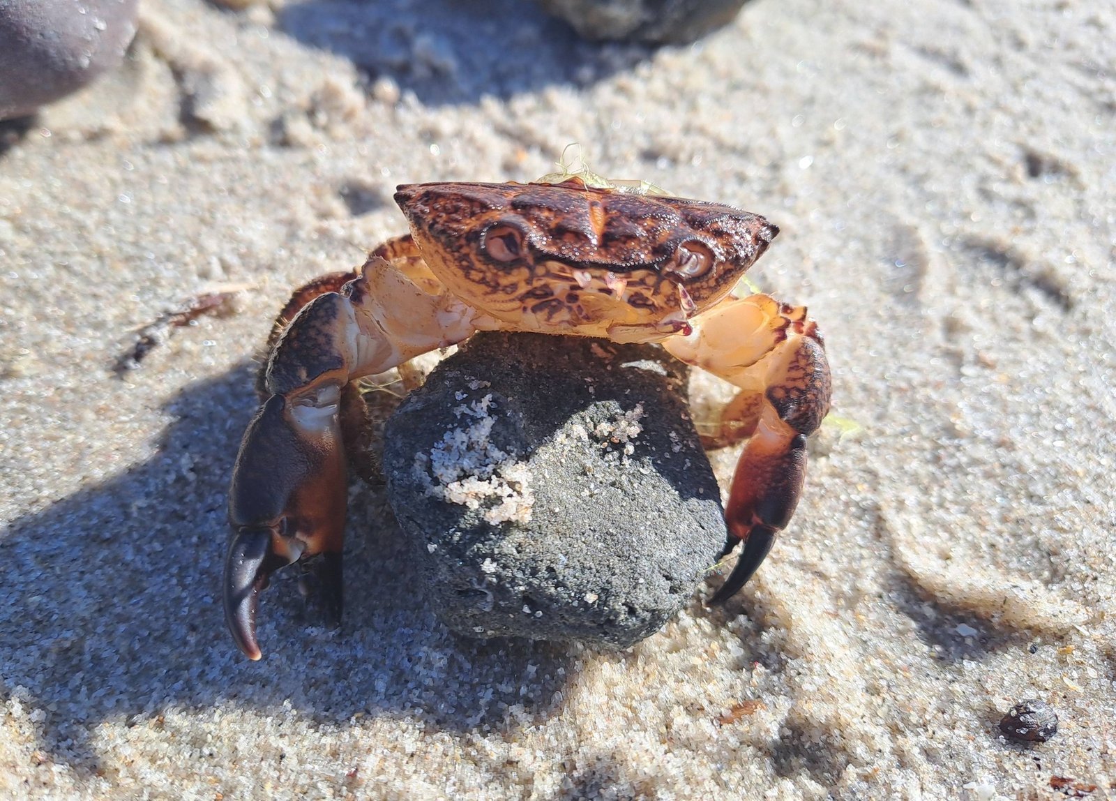The Rock Crab has a chunky body and massive claws.