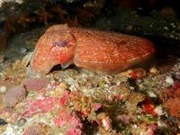 Rosecone Cuttlefish