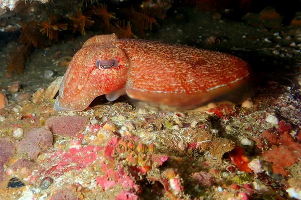 Rosecone Cuttlefish