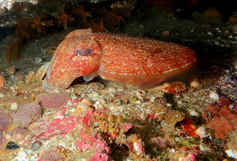 Rosecone Cuttlefish