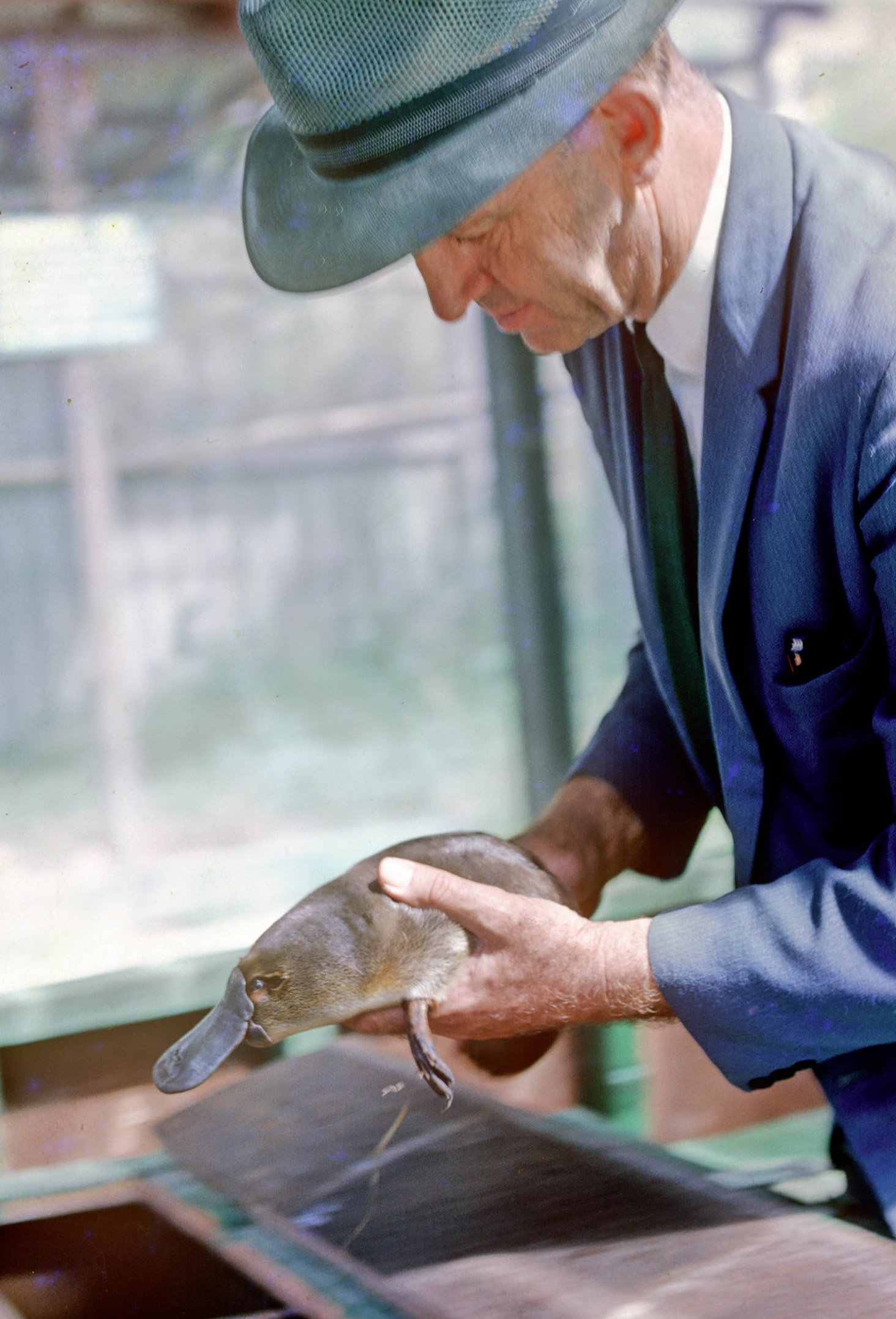 David Fleay displaying preserved platypus eggs