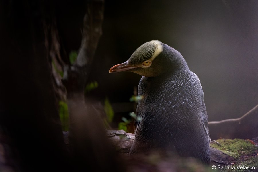 2023 AGNPY Threatened Species: Hidden Hoiho by Sabrina Velasco