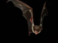 Cape York Sheathtail Bat, Saccolaimus mixtus
