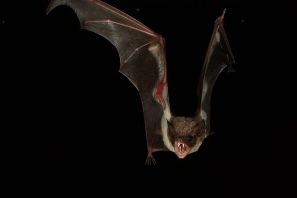 Cape York Sheathtail Bat, Saccolaimus mixtus