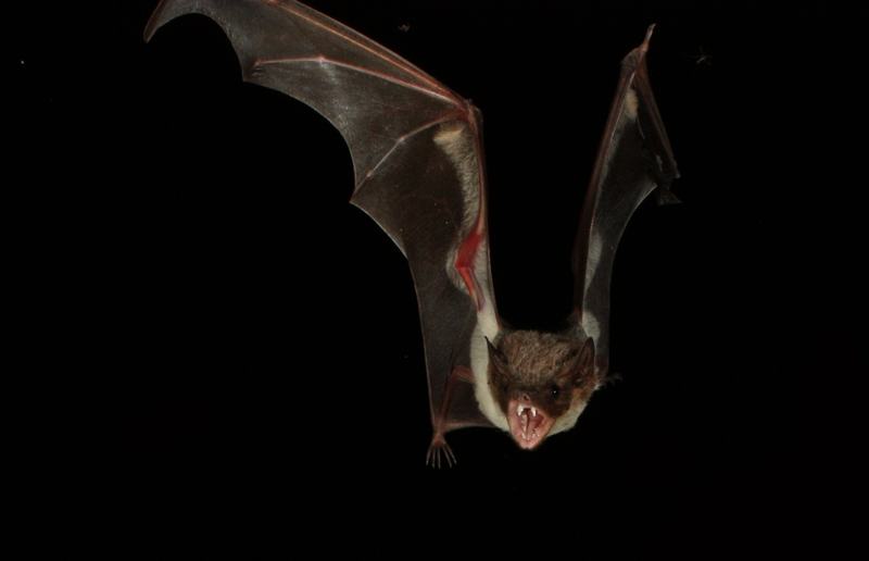Cape York Sheathtail Bat, Saccolaimus mixtus