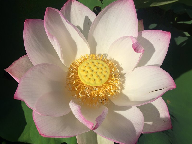 Pale pink-tinged white lotus flower in full bloom with golden seed pod centre.