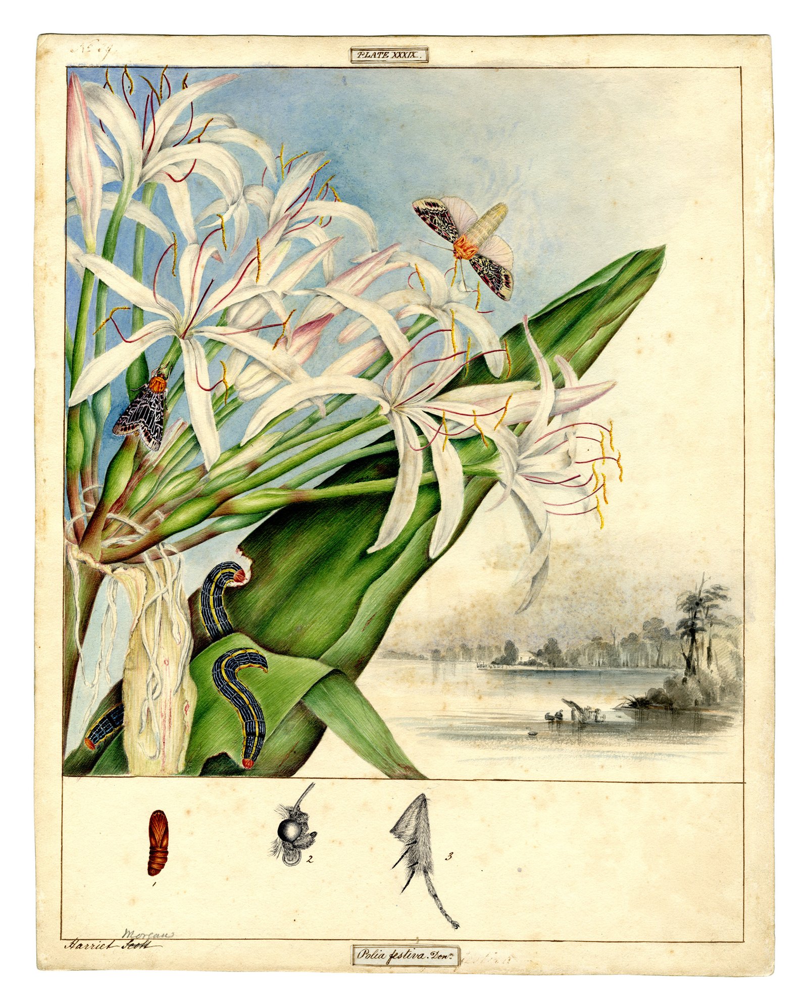 Scott Sisters illustrations