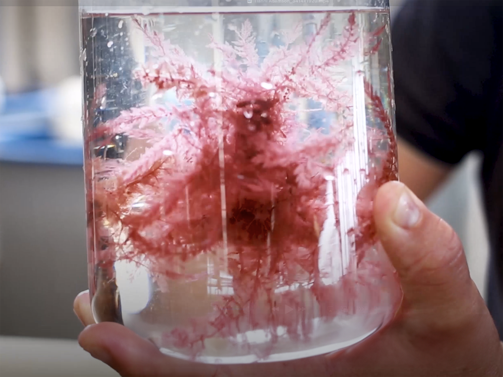 Future Now Makers: Tiahni Adamson is a proud Aboriginal and Torres Strait Islander wildlife conservation biologist and a leader in climate solutions, using seaweed aquaculture as a nature-based solution to climate change.