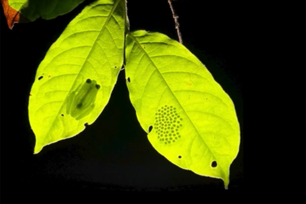 Frog sitting on two bright green leaves backlit against a dark background.