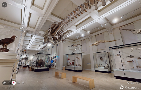 Exhibition space with a large whale skeleton suspended from the roof