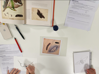 The Art of the Scott sisters: Secondary drawing program
