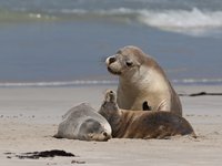 Australian Sea Lion