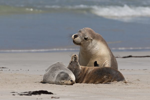 Australian Sea Lion