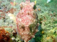 Ken's Cuttlefish, Sepia grahami
