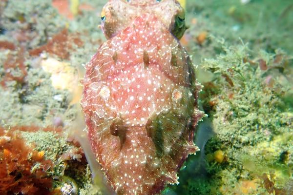 Ken's Cuttlefish, Sepia grahami