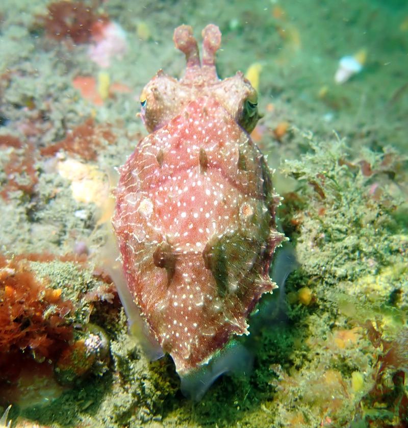 Ken's Cuttlefish, Sepia grahami