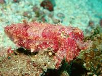 Papuan Cuttlefish, Ascarosepion papuense