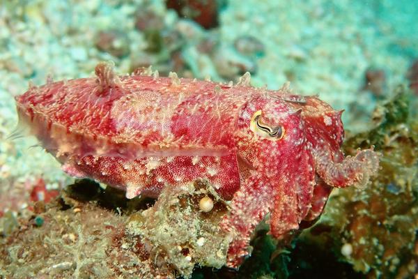 Papuan Cuttlefish, Ascarosepion papuense